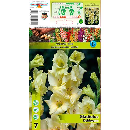 7 szt., Gladiola (Mieczyk) Debbyann - Cebule: Ilość w opakowaniu: 7 szt.