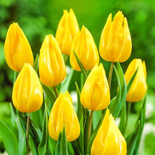 5 szt., Tulipan Yokohama - Cebule: Ilość w opakowaniu: 5 szt.