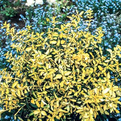1 buc, Euonymus fortunei Blondy - Puieți: Mod de ambalare: 1 buc