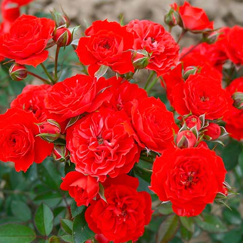 1 buc, Trandafir Red Romance - Butași: Mod de ambalare: 1 buc