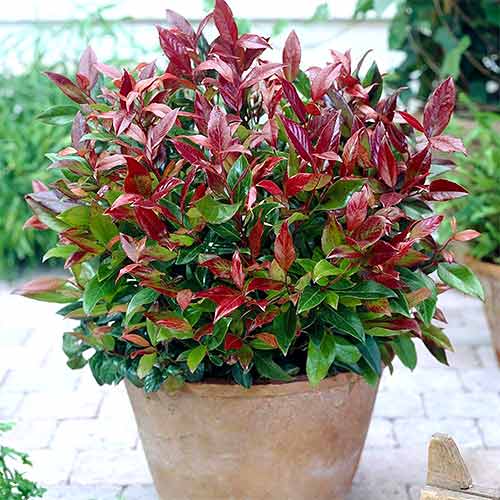 1 buc, Leucothoe Scarletta - Răsaduri: Mod de ambalare: 1 buc
