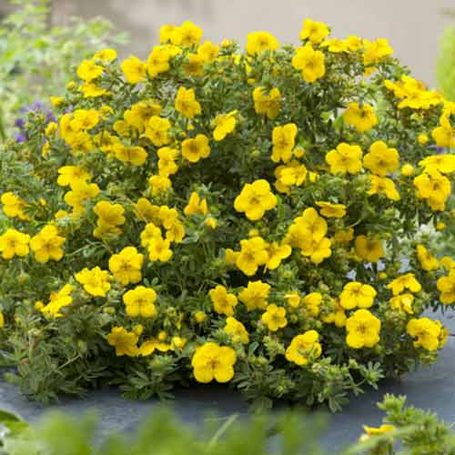 1 buc, Potentilla Bella Lindsey - Răsaduri: Mod de ambalare: 1 buc