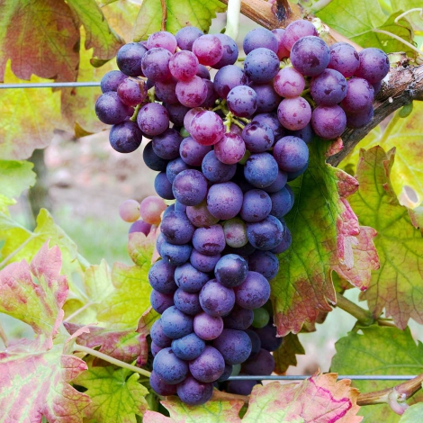 1 buc, Viță de vie Swenson Red - Butași: Mod de ambalare: 1 buc