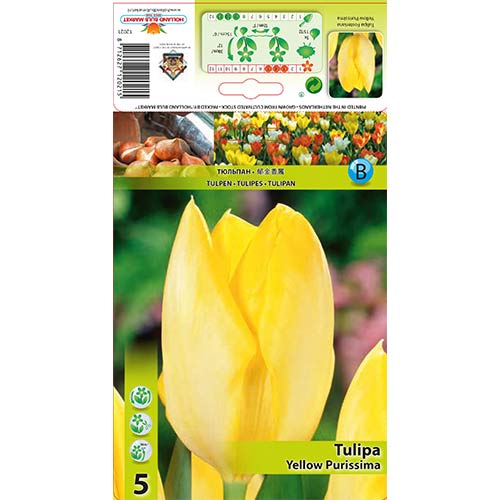 5 buc, Lalele Yellow Purissima - Bulbi: Mod de ambalare: 5 buc