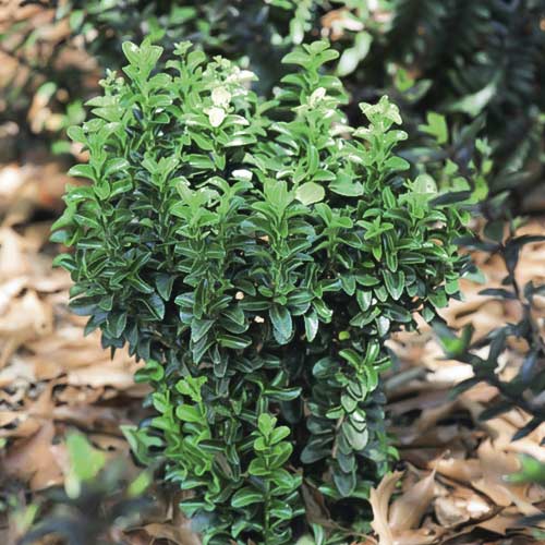 1 buc, Euonymus Gold Rocket PBR, C3 - Puieți: Mod de ambalare: 1 buc