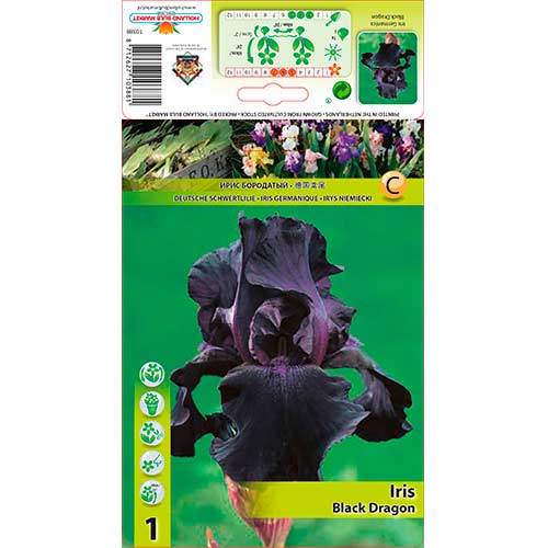 1 buc, Iris germanica (Stânjenel) Black Dragon - Bulbi: Mod de ambalare: 1 buc