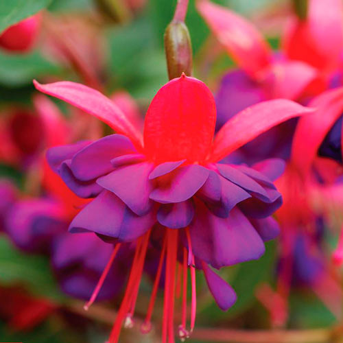 1 buc, Cerceluș (Fuchsia) Lay Tumb - : Mod de ambalare: 1 buc