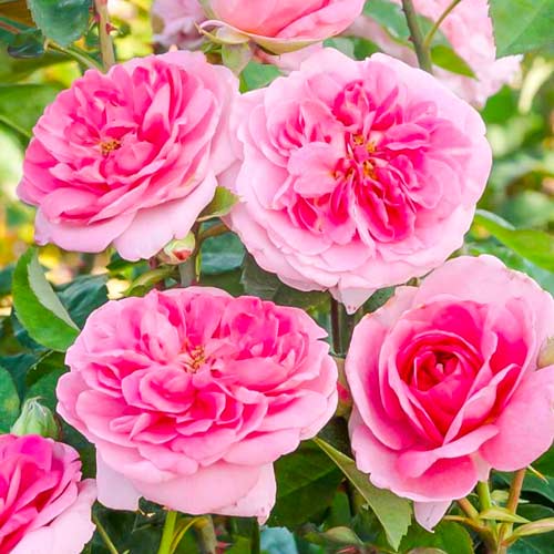 1 saz, Růže pnouca Gertrude Jekyll - : Monžstvo balíkov: 1 saz
