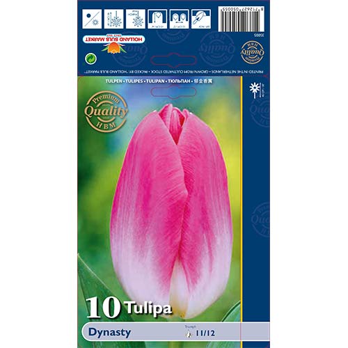 10 cib, Tulipán Dynasty - : Monžstvo balíkov: 10 cib