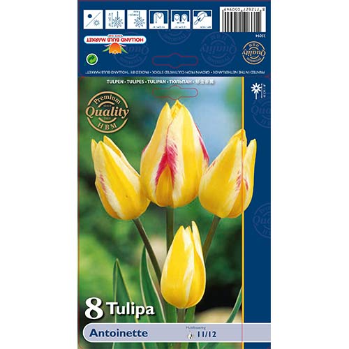 8 db, Tulipán Antoinette - Hagymák: Mod de ambalare: 8 db
