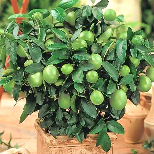 1 db, Zöldcitrom Mexican Lime - Évelő: Mod de ambalare: 1 db