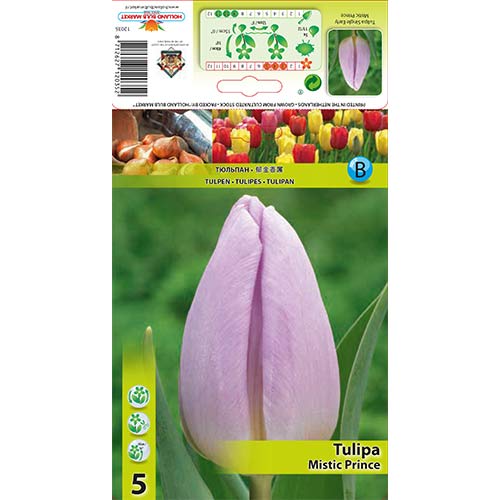 5 Stück, Tulpe Mistic Prince - Blumenzwiebeln: Ilość w opakowaniu: 5 Stück