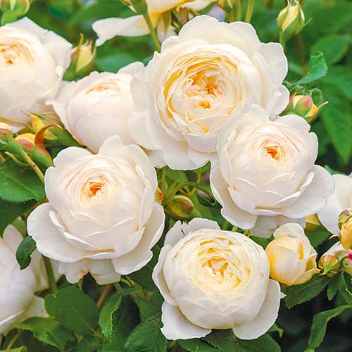 1 Pflanze(n), Kletterrose Claire Austin - Setzlinge: Ilość w opakowaniu: 1 Pflanze(n)