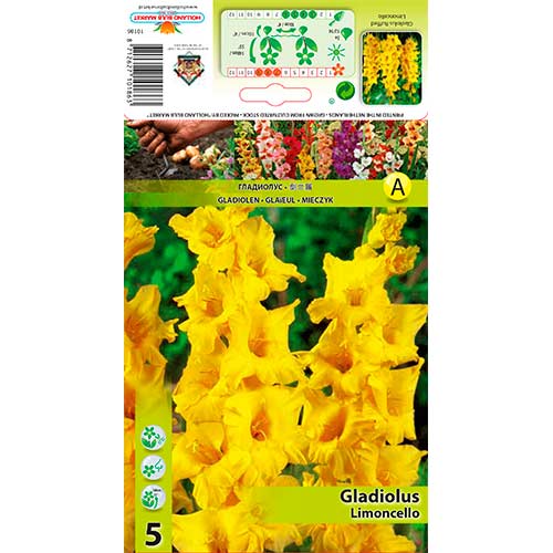 5 Stück, Großblumige Gladiole Ruffled Limoncello - Zwiebeln: Ilość w opakowaniu: 5 Stück