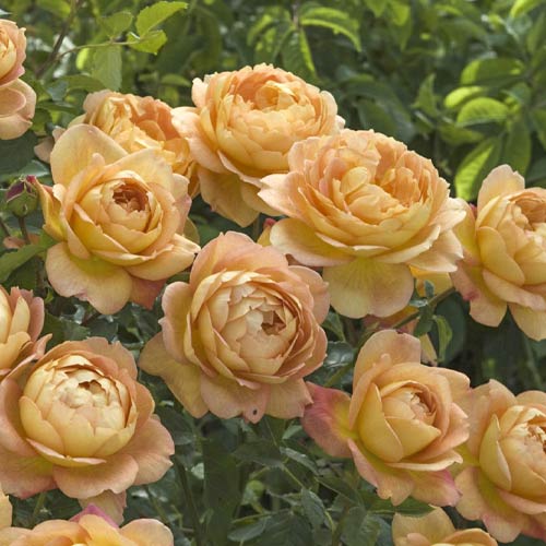 English Rose Lady of Shalott , C5 - Plântulas: Ilość w opakowaniu: 1 plant