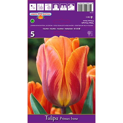 Tulip Princes Irene - Bulbos: Ilość w opakowaniu: 5 bulbe