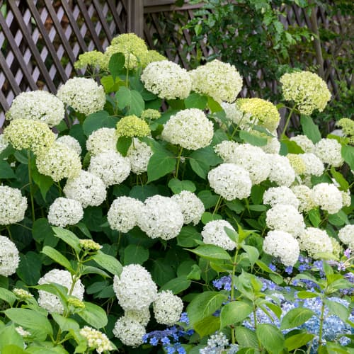 Hortensia arbustiva Annabelle, P9 - Plántulas: Ilość w opakowaniu: 1 none