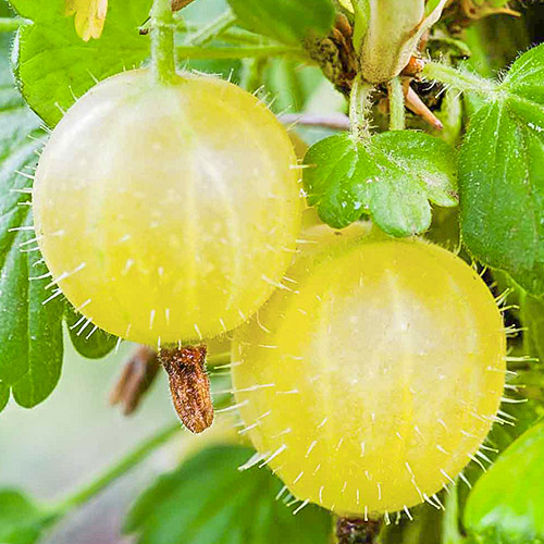 1 sadz, Agrest żółty Hinnonmaki Yellow - Sadzonki: Ilość w opakowaniu: 1 sadz
