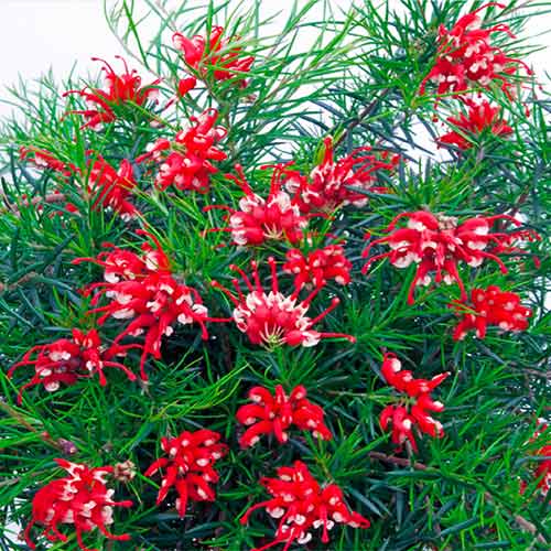 1 sadz, Grewilla (Grevillea) Canberra Gem - Sadzonki: Ilość w opakowaniu: 1 sadz