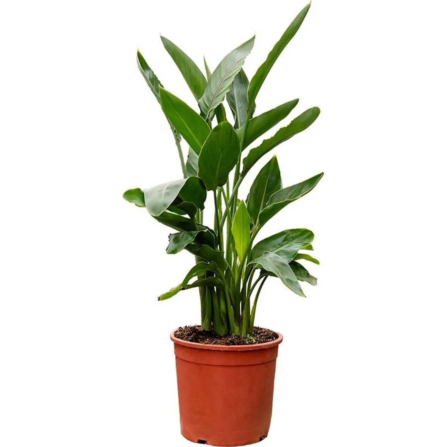 Strelicja królewska (Strelitzia reginae) don. 24 cm