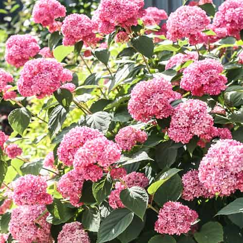 1 buc, Hortensia arborescens Bella Anna - Răsaduri: Mod de ambalare: 1 buc