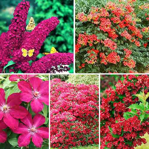 5 buc, Super ofertă! Plante ornamentale Red Magic, set de 5 soiuri - : Mod de ambalare: 5 buc