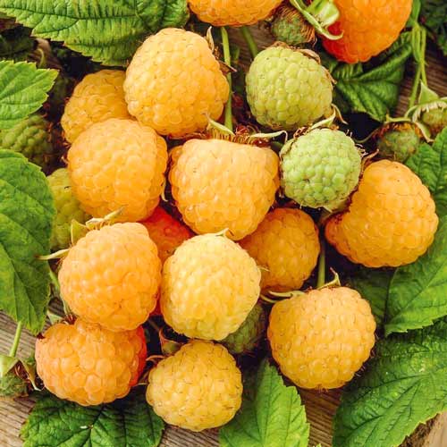 1 buc, Zmeur Yellow Giant - Butași: Mod de ambalare: 1 buc
