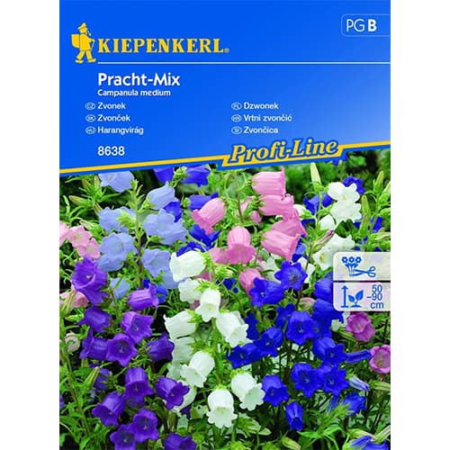 1 pac, Clopoțel (Campanula) Splendid, mix multicolor - Semințe: Mod de ambalare: 1 pac