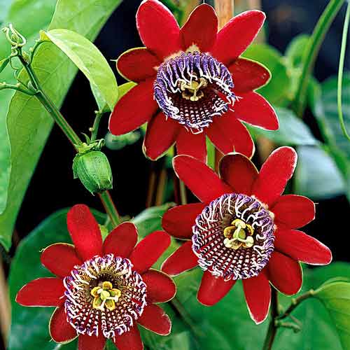1 buc, Floarea pasiunii (Passiflora) Alata Red - : Mod de ambalare: 1 buc