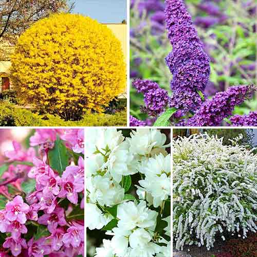 Super ofertă! Plante ornamentale Grădina înfloritoare, 5 soiuri - : Mod de ambalare: 5 buc
