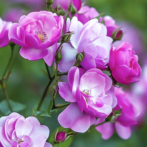 1 buc, Trandafir floribunda Angelica - Răsaduri: Mod de ambalare: 1 buc