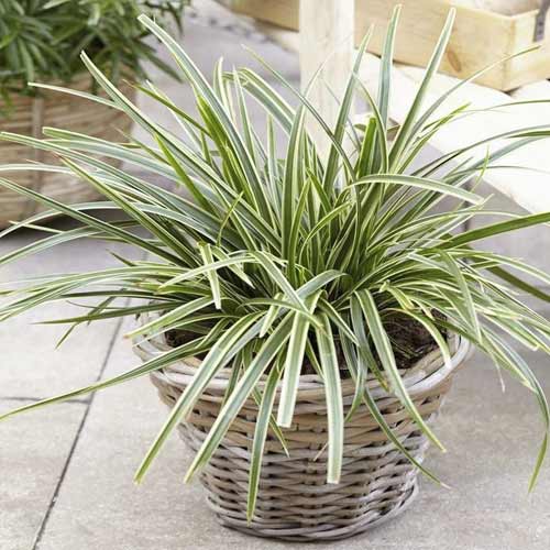 1 buc, Rogoz (Carex) Vanilla Ice , C3 - Puieți: Mod de ambalare: 1 buc