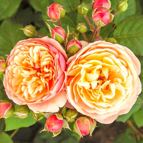 1 buc, Trandafir floribunda Natalija Frayla - Butași: Mod de ambalare: 1 buc