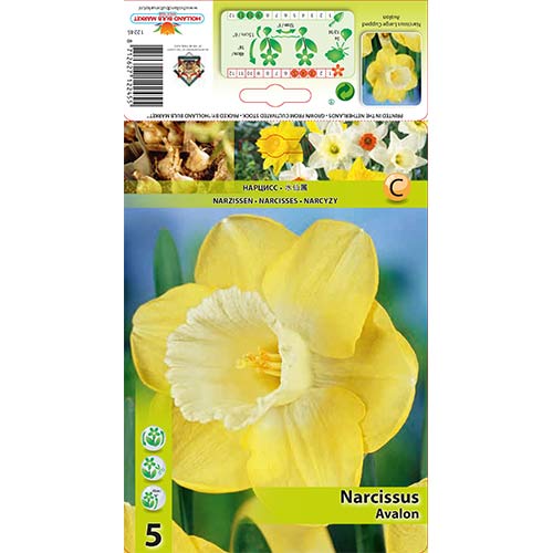 5 cib, Narcis Avalon - : Monžstvo balíkov: 5 cib
