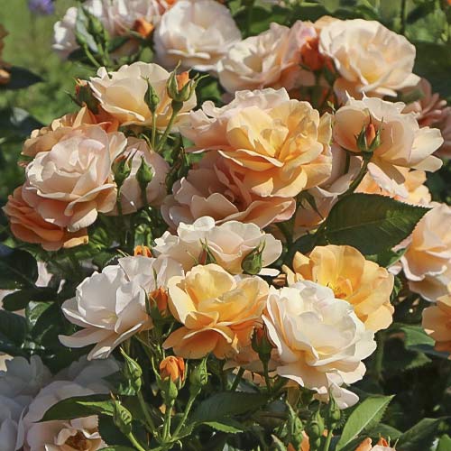1 db, Rózsa floribunda Garden Living Fair - Palánták: Mod de ambalare: 1 db