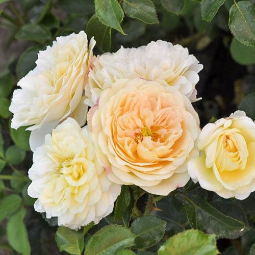 1 szt, Rózsa floribunda Lemon Vaza , С5 - Palánták: Mod de ambalare: 1 db