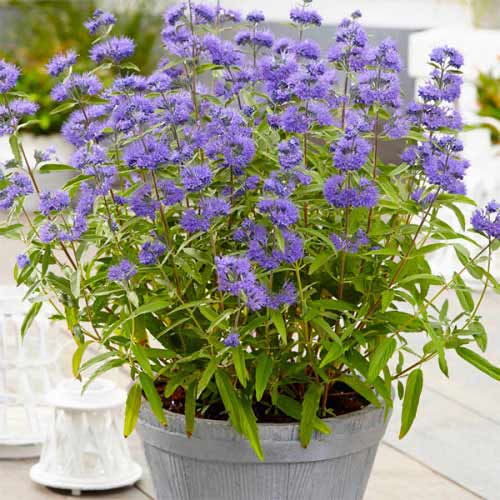 1 Stück, Bartblume (Caryopteris) Blue Empire - Stauden: Ilość w opakowaniu: 1 Stück