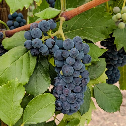 1 Pflanze(n), Weintraube Marechal Foch - Setzlinge: Ilość w opakowaniu: 1 Pflanze(n)