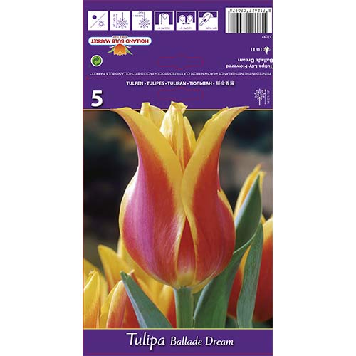 5 Stück, Tulpe Ballade Dream - Blumenzwiebeln: Ilość w opakowaniu: 5 Stück