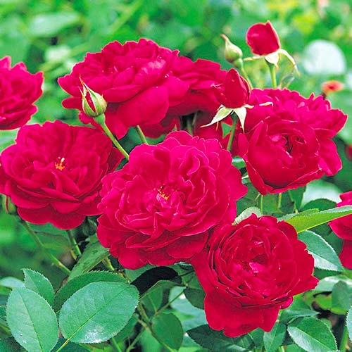 1 Pflanze(n), Kletterrose Monferrato - Setzlinge: Ilość w opakowaniu: 1 Pflanze(n)