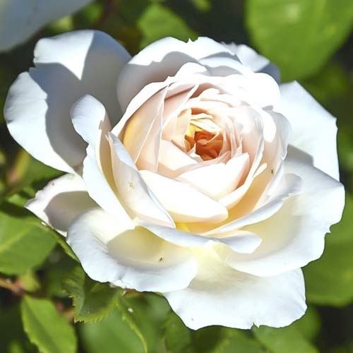 1 Pflanze(n), Großblumige Rose Brilliance - Setzlinge: Ilość w opakowaniu: 1 Pflanze(n)