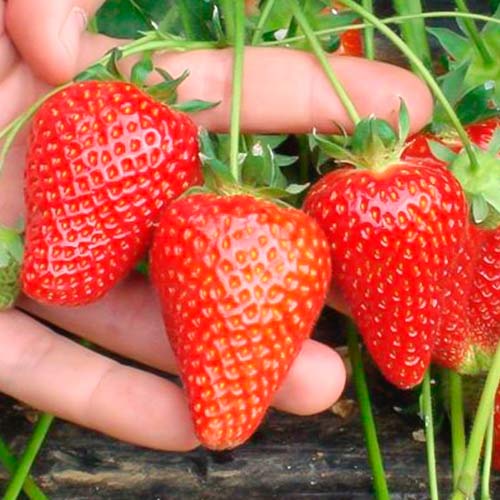 Fresa Asia - Plántulas: Ilość w opakowaniu: 5 plantas