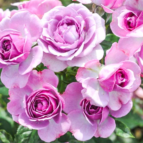 1 szt, Róża bukietowa Pink Diadem - Sadzonki: Ilość w opakowaniu: 1 sadz