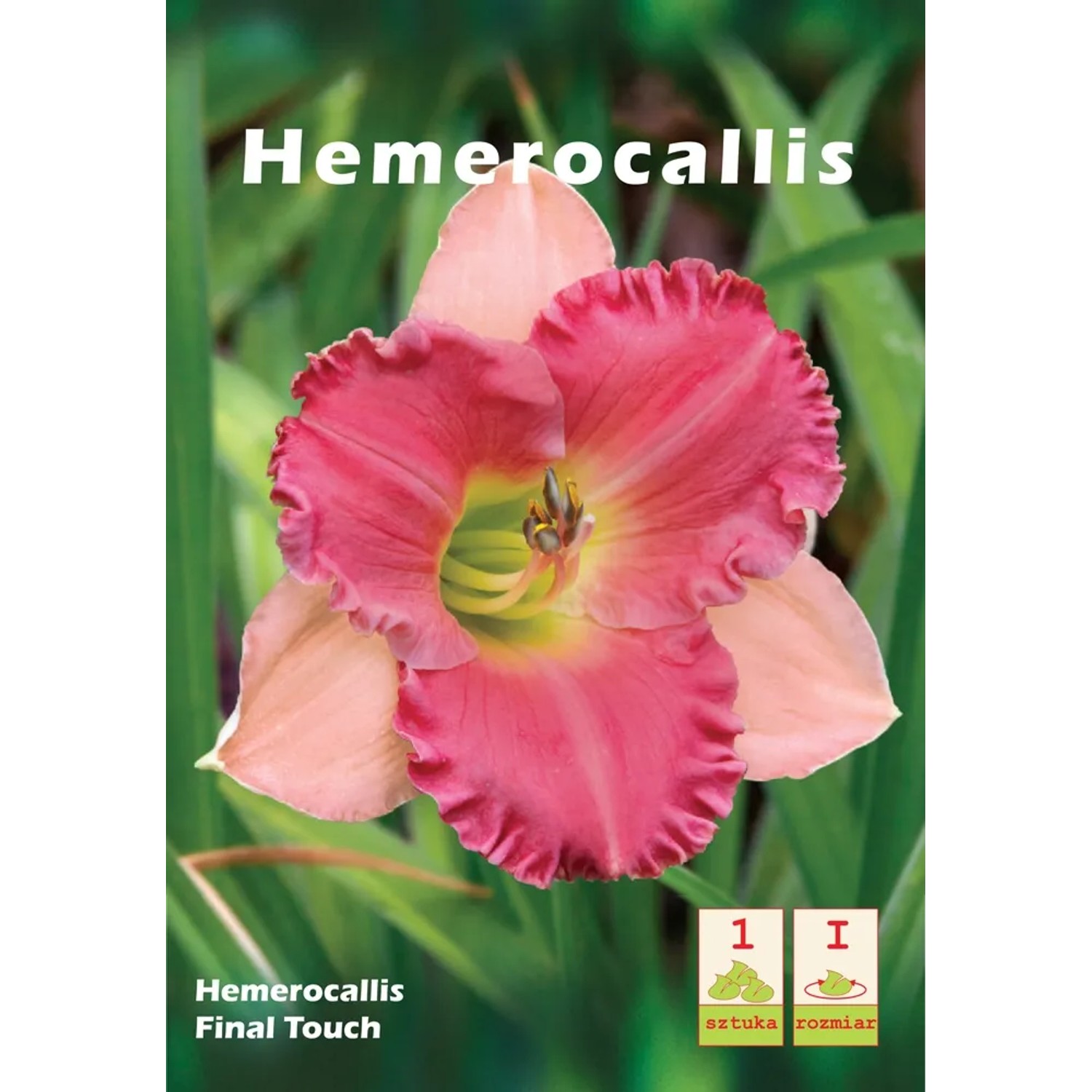 Liliowiec Hemerocallis Final Touch 1szt.