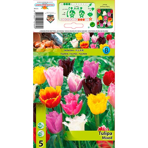 5 cib, Tulipán Strapcový, mix - : Monžstvo balíkov: 5 cib