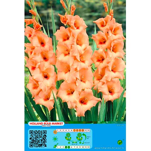5 Stück, Großblumige Gladiole Peter Pears - Zwiebeln: Ilość w opakowaniu: 5 Stück