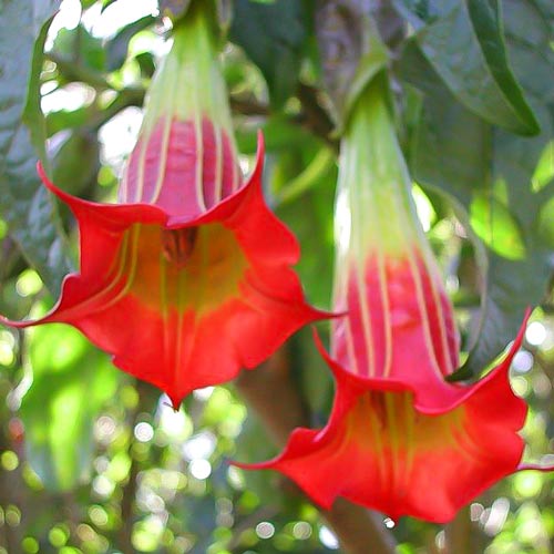 1 Stück, Brugmansia Red - Stauden: Ilość w opakowaniu: 1 Stück