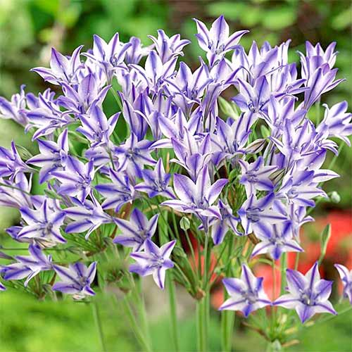 5 Stück, Kalifornische Hyazinthe (Triteleia) Rudy - Blumenzwiebeln: Ilość w opakowaniu: 5 Stück