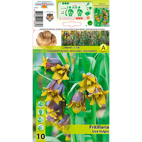 Fritillaria Uva Vulpis - Bulbos: Ilość w opakowaniu: 10 bulbe