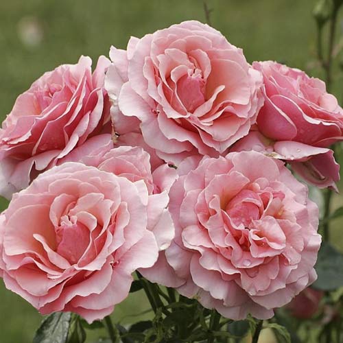 1 saz, Růže floribunda Poesie - : Monžstvo balíkov: 1 saz